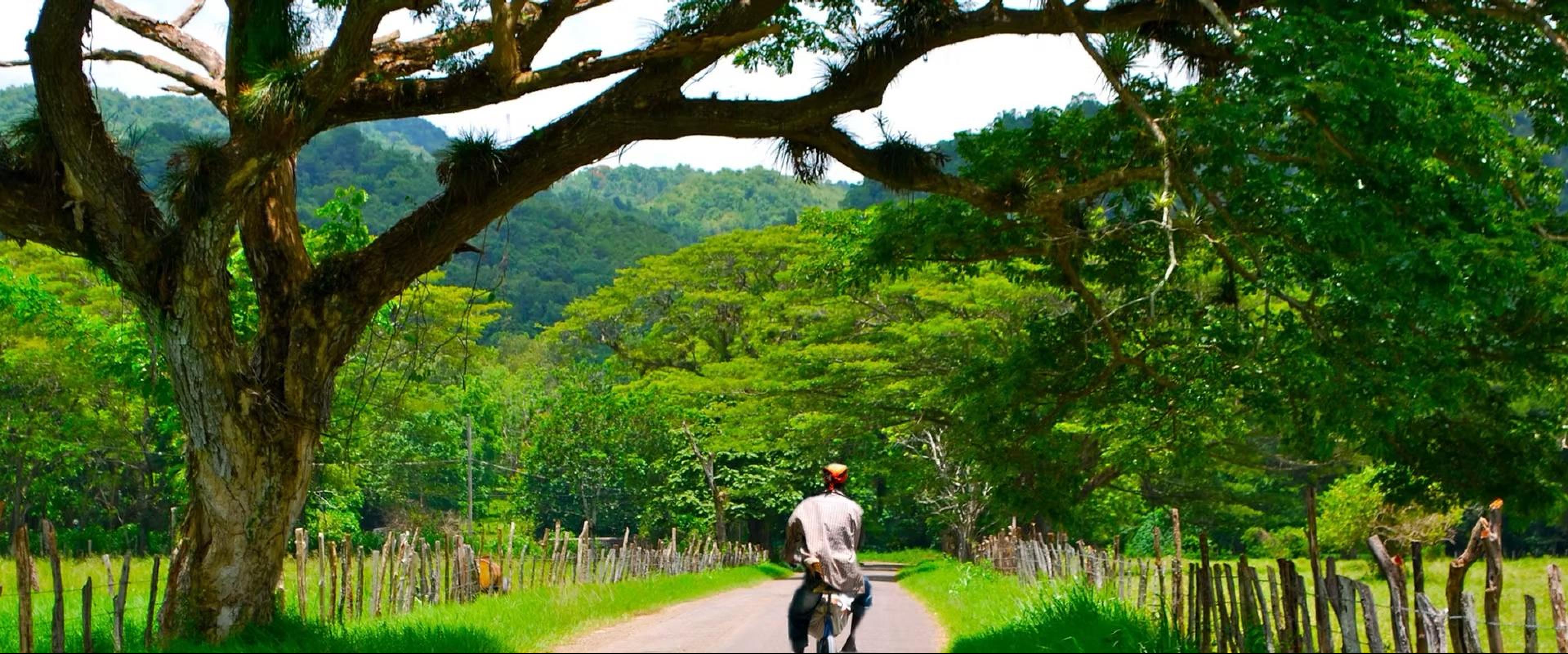 The image depicts a man riding a bike on a road, surrounded by lush greenery and a large tree in the background.